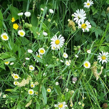 Load image into Gallery viewer, Residency Pottery #22: Rooted Wildflower Tile