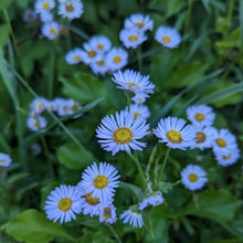 Load image into Gallery viewer, Residency Pottery #22: Rooted Wildflower Tile