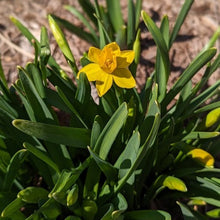 Load image into Gallery viewer, Residency Pottery #8: Daffodil Mug